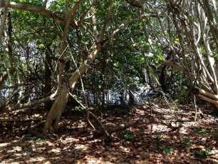 Palm Beach : John D. MacArthur Beach State Park, plage, mangrove