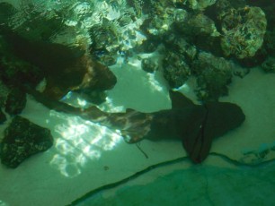 Requin à la Sandoway House - Nature Center - Delray Beach - Floride