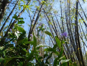 Jardins Japonais Morikami à Delray Beach
