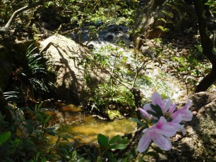 Jardins Japonais Morikami à Delray Beach