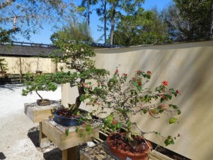 Bonsais dans les Jardins Japonais Morikami à Delray Beach
