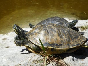 Tortues dans les Jardins Japonais Morikami à Delray Beach