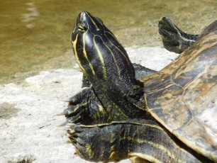 Tortues dans les Jardins Japonais Morikami à Delray Beach