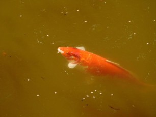 Poisson dans les Jardins Japonais Morikami à Delray Beach