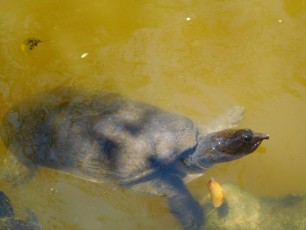 Tortues dans les Jardins Japonais Morikami à Delray Beach