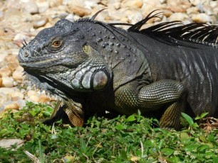 Iguane dans les Jardins Japonais Morikami à Delray Beach