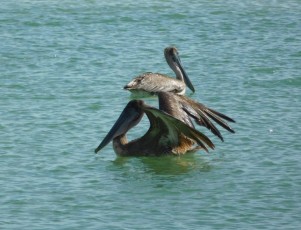 Oiseaux sur la plage de Delnor-Wiggins Pass State Park à Naples Floride