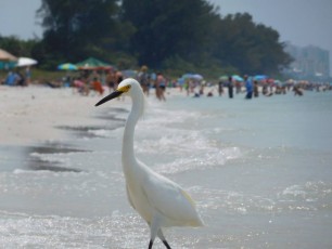 Oiseau sur la plage de Delnor-Wiggins Pass State Park à Naples Floride