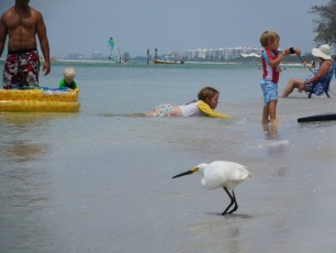Oiseau sur la plage de Delnor-Wiggins Pass State Park à Naples Floride