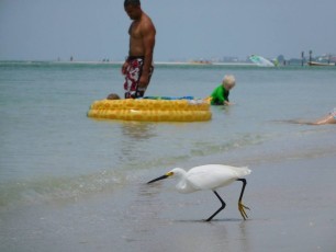 Oiseau sur la plage de Delnor-Wiggins Pass State Park à Naples Floride