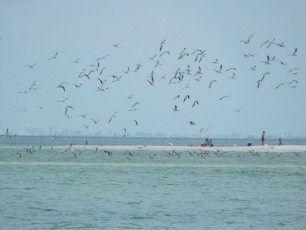 Plage de Delnor-Wiggins Pass State Park à Naples Floride