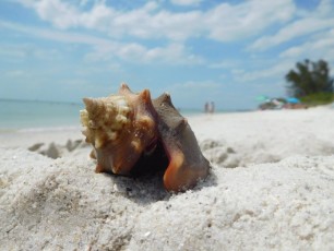 Coquillage sur la plage de Delnor-Wiggins Pass State Park à Naples Floride