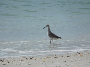 Oiseau sur la plage de Delnor-Wiggins Pass State Park à Naples Floride