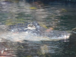 Florida Aquarium à Tampa / Floride