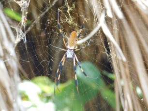 Les "Banana Spiders" sont impressionnantes mais inoffensives - Chemins forestiers de Crandon Park / Key Biscayne / Miami / Floride