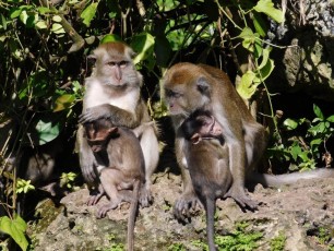 Singes à Monkey Jungle (à Homestead, au sud de Miami)