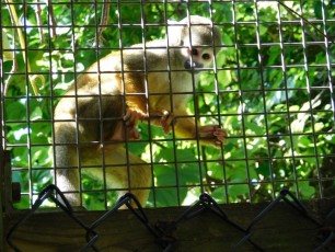 Singe capucin à Monkey Jungle (à Homestead, au sud de Miami)
