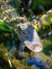 Grassy-Waters-Preserve-west-palm-beach-1251