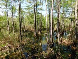 Grassy-Waters-Preserve-west-palm-beach-1262