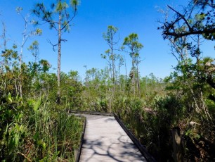 Grassy-Waters-Preserve-west-palm-beach-1266