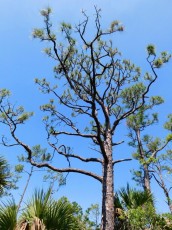 Grassy-Waters-Preserve-west-palm-beach-1268