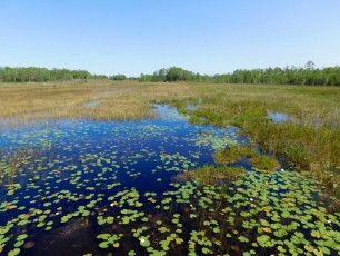 Grassy-Waters-Preserve-west-palm-beach-1281