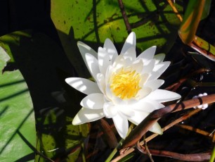 Grassy-Waters-Preserve-west-palm-beach-1294