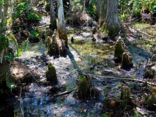 Grassy-Waters-Preserve-west-palm-beach-1299