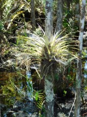 Grassy-Waters-Preserve-west-palm-beach-1302