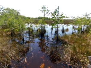 Grassy-Waters-Preserve-west-palm-beach-1303