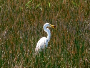 Grassy-Waters-Preserve-west-palm-beach-1317