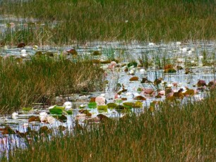 Grassy-Waters-Preserve-west-palm-beach-1320