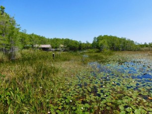Grassy-Waters-Preserve-west-palm-beach-1327