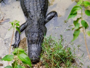 Billie-Swamp-Safari-Floride-5882