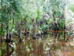 Billie-Swamp-Safari-Floride-5996