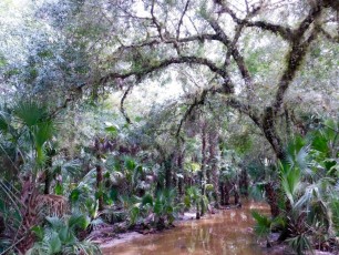 Billie-Swamp-Safari-Floride-6006