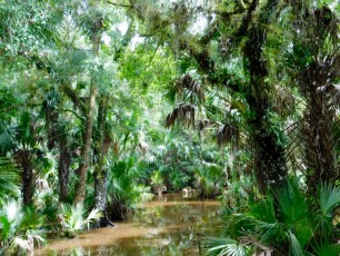Billie-Swamp-Safari-Floride-6008