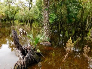 Billie-Swamp-Safari-Floride-6026