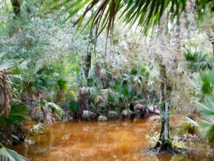 Billie-Swamp-Safari-Floride-6044