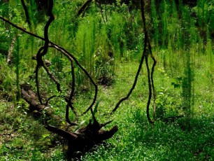 Billie-Swamp-Safari-Floride-6051