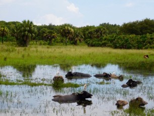Billie-Swamp-Safari-Floride-6069