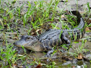 Billie-Swamp-Safari-Floride-6116