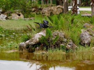 Billie-Swamp-Safari-Floride-6147