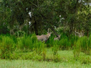 Billie-Swamp-Safari-Floride-6179