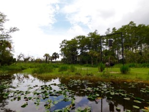 Billie-Swamp-Safari-Floride-6183