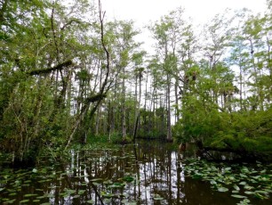 Billie-Swamp-Safari-Floride-6201