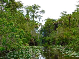 Billie-Swamp-Safari-Floride-6213
