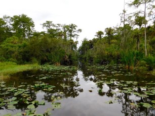 Billie-Swamp-Safari-Floride-6216