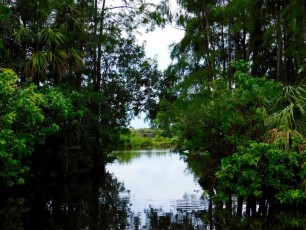 Billie-Swamp-Safari-Floride-6234
