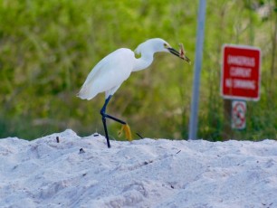 Delnor-wiggins-pass-state-park-plage-naples-2281